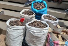 Exportation illégale d’espèces protégées : les services spéciaux interpellent quatre présumés trafiquants à conakry