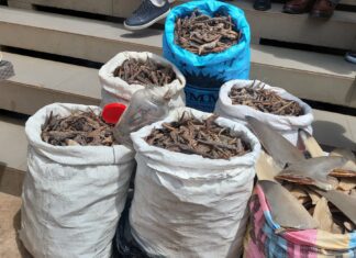 Exportation illégale d’espèces protégées : les services spéciaux interpellent quatre présumés trafiquants à conakry