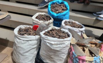 Exportation illégale d’espèces protégées : les services spéciaux interpellent quatre présumés trafiquants à conakry