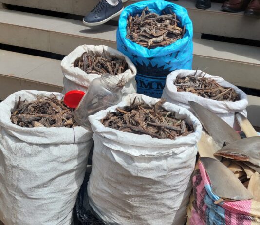 Exportation illégale d’espèces protégées : les services spéciaux interpellent quatre présumés trafiquants à conakry