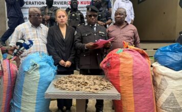 Guinée / Lutte contre la criminalité faunique : 359 kg d’écailles de pangolin saisis à Conakry, trois suspects déférés devant la justice
