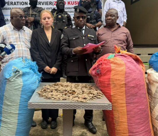 Guinée / Lutte contre la criminalité faunique : 359 kg d’écailles de pangolin saisis à Conakry, trois suspects déférés devant la justice